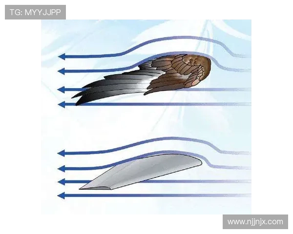 飞机机翼结构的气动弹性剪裁